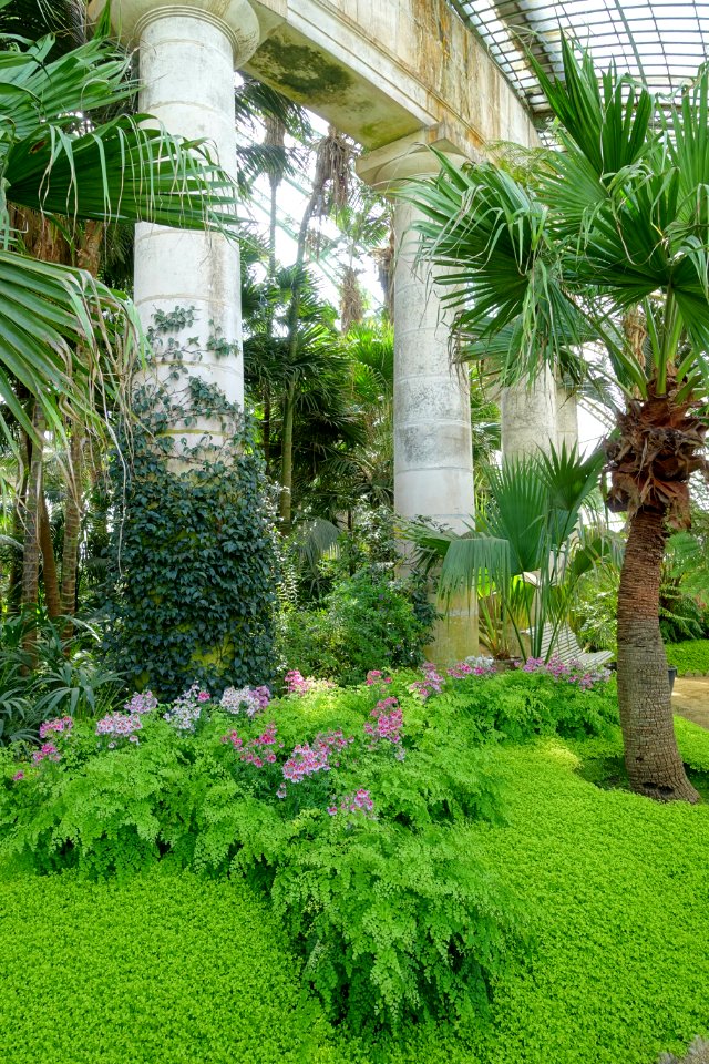 Plants - Laeken Royal Greenhouses - Royal Castle of Laeken - Brussels, Belgium - DSC07480
