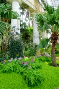 Plants - Laeken Royal Greenhouses - Royal Castle of Laeken - Brussels, Belgium - DSC07480