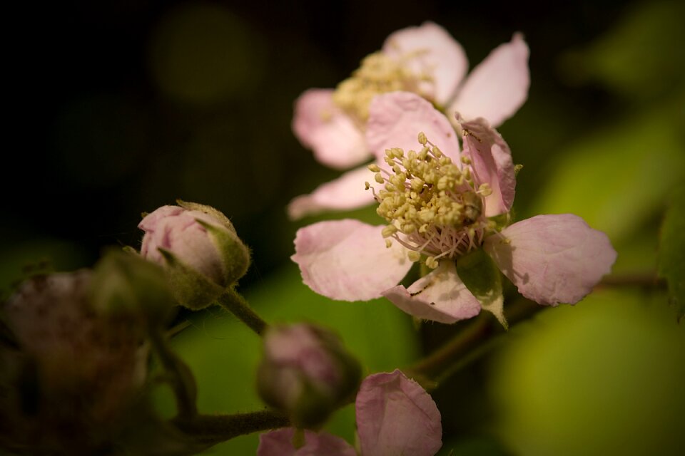Pink flowers bud pink