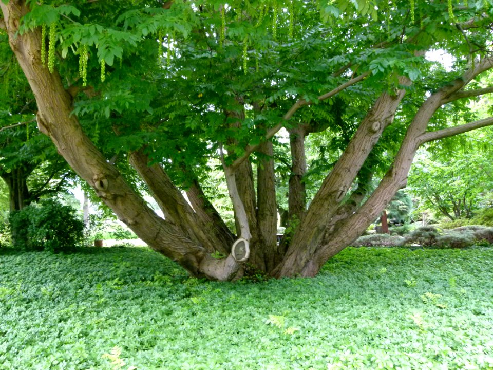 Planten un Blomen 4
