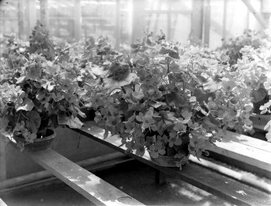 Planten in pot op een rij in een plantenkas van de fa Baardse in Aalsmeer, Bestanddeelnr 190-0672