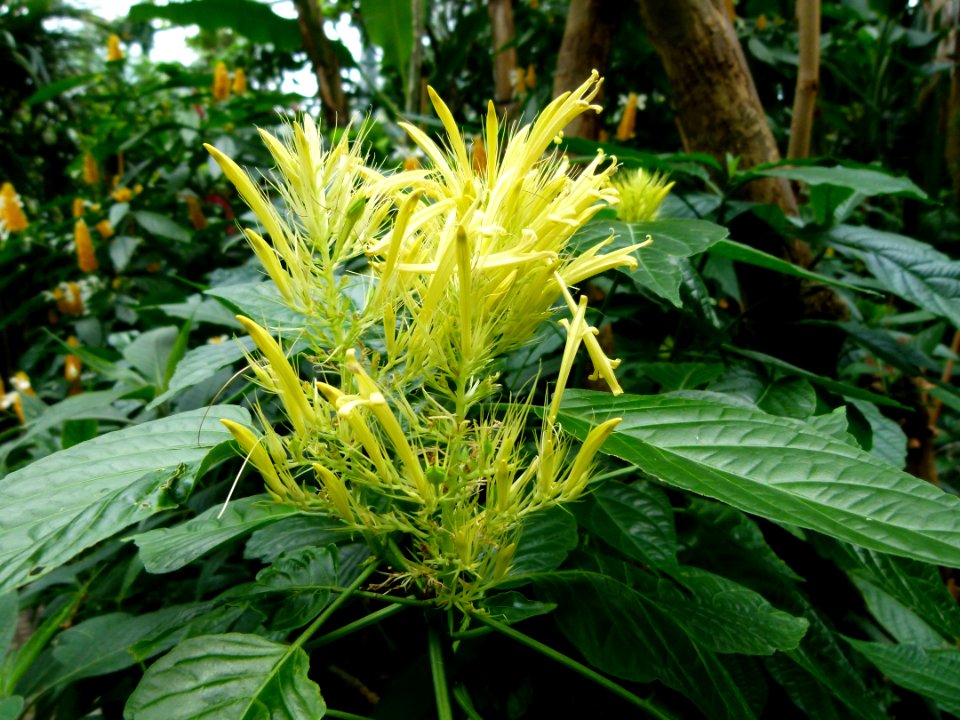 Plante exotique à fleurs jaunes