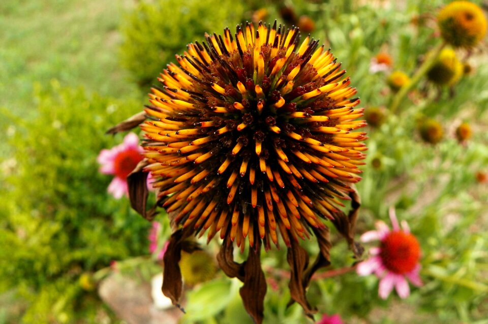 Garden echinacea egyházashollós