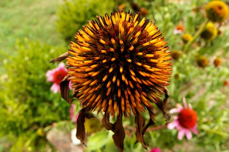 Garden echinacea egyházashollós