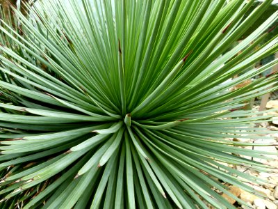 Plante grasse piquante