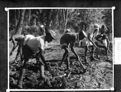 Plaatjes uit Nieuw Guinea , wegbouw Dojo glasnegatife, Bestanddeelnr 906-8657