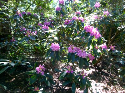 Plantes au jardin Albert Kahn 2