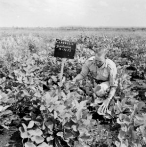 Planten, mannen, Bestanddeelnr 250-8352