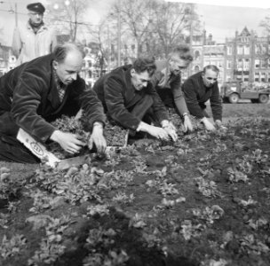 Planten van viooltjes op het Frederiksplein te Amsterdam, Bestanddeelnr 912-2827
