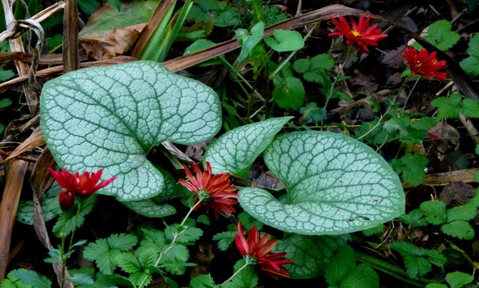 Plantes automne Jardin des Plantes 2