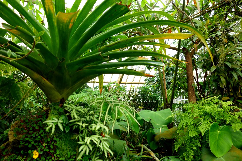 Plant textures - Conservatory of Flowers - San Francisco, CA - DSC03073