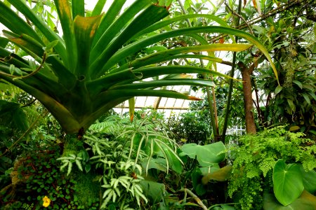 Plant textures - Conservatory of Flowers - San Francisco, CA - DSC03073