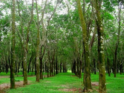 Plantation of heveas