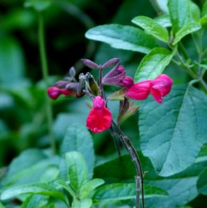 Plantes automne Jardin des Plantes 3