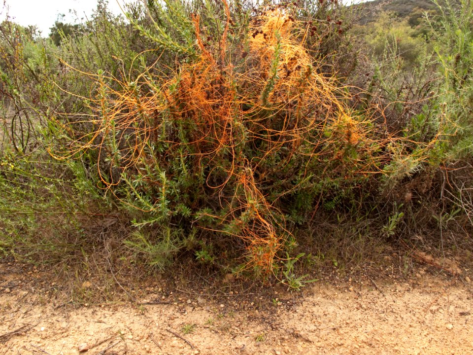 Plant with orange strings, Daley Ranch