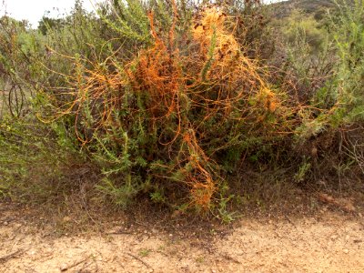 Plant with orange strings, Daley Ranch