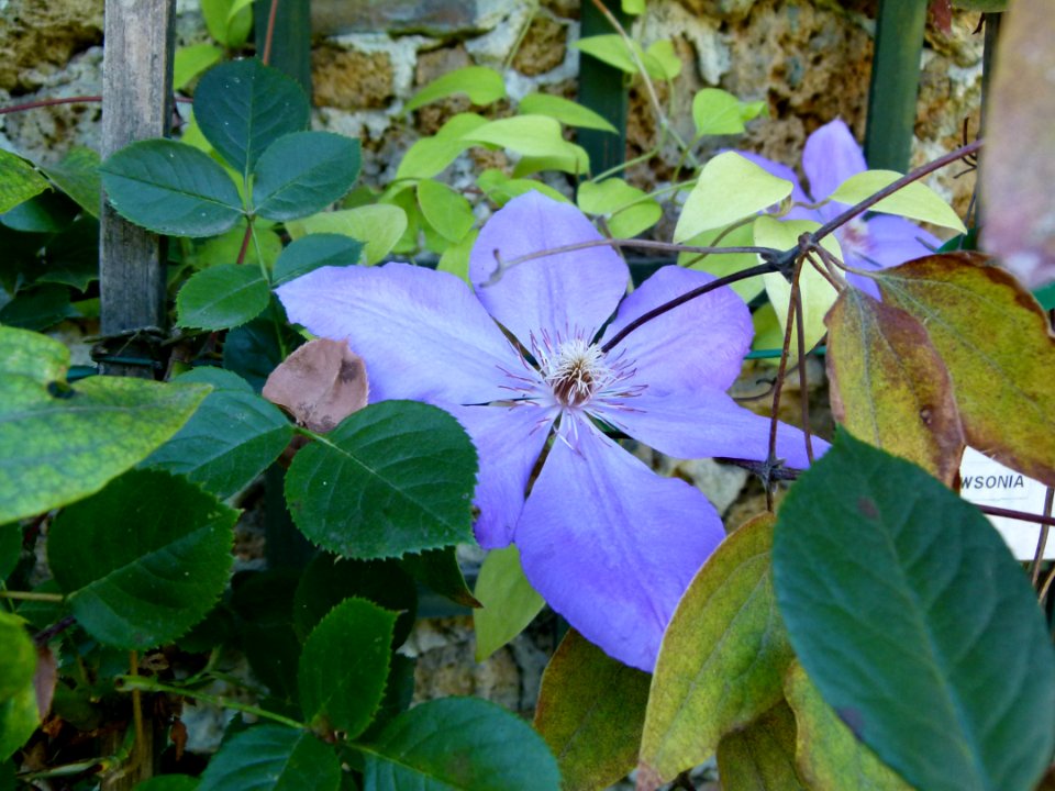 Plante aux Jardins de Bagatelle 7