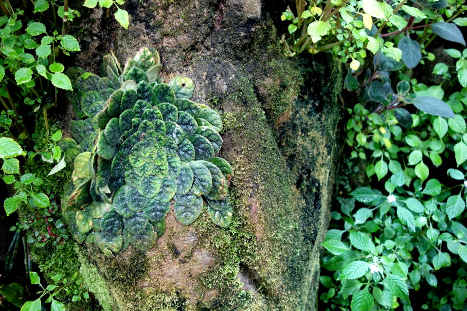 Plant textures - Conservatory of Flowers - San Francisco, CA - DSC03077