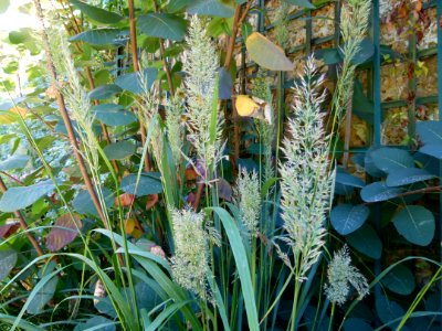 Plante aux Jardins de Bagatelle 12a