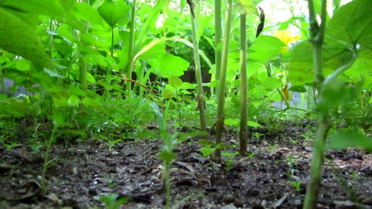 Plant Stems photo