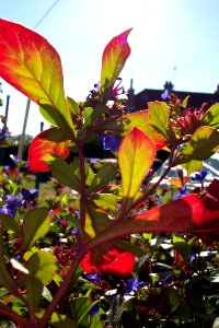 Plante(2)