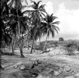 Plantage met palmen op Aruba, Bestanddeelnr 252-3305