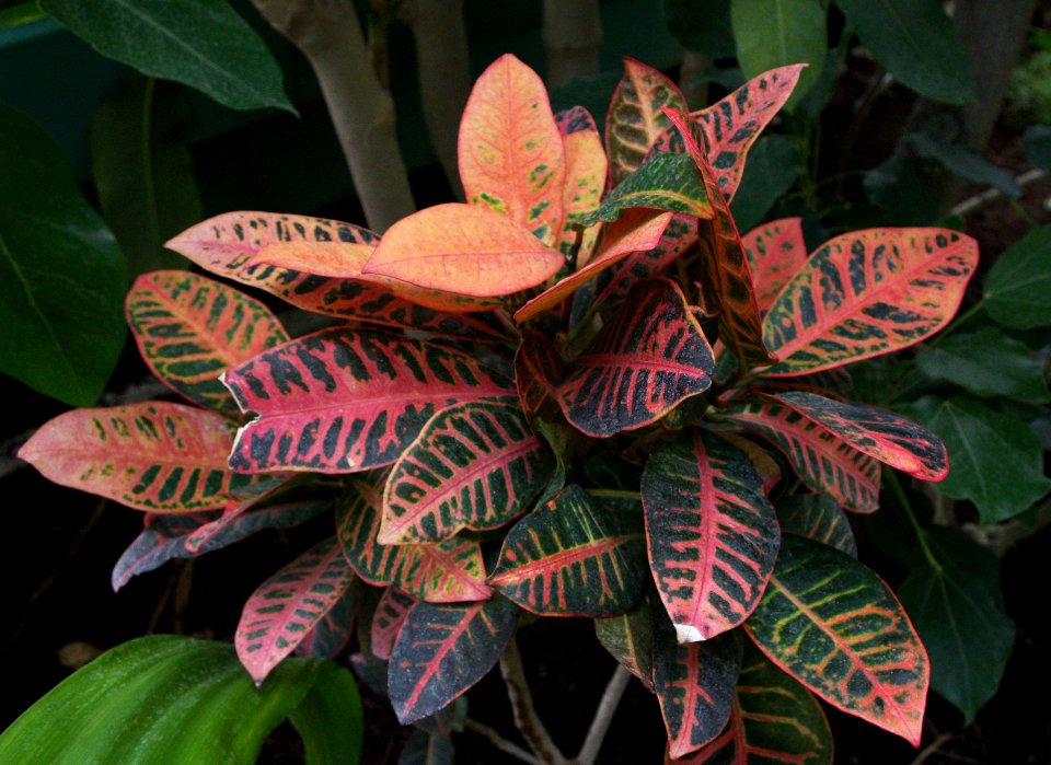 Plantes serres d'Auteuil b