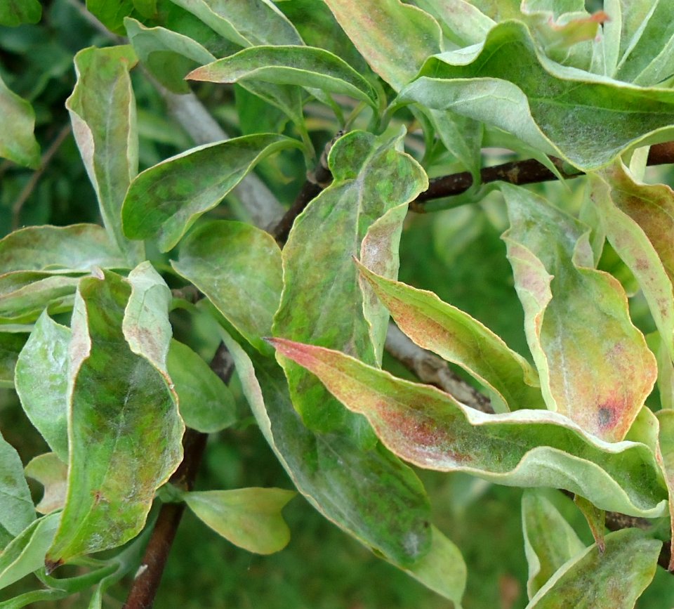 Plant leaves in park in Watchung NJ