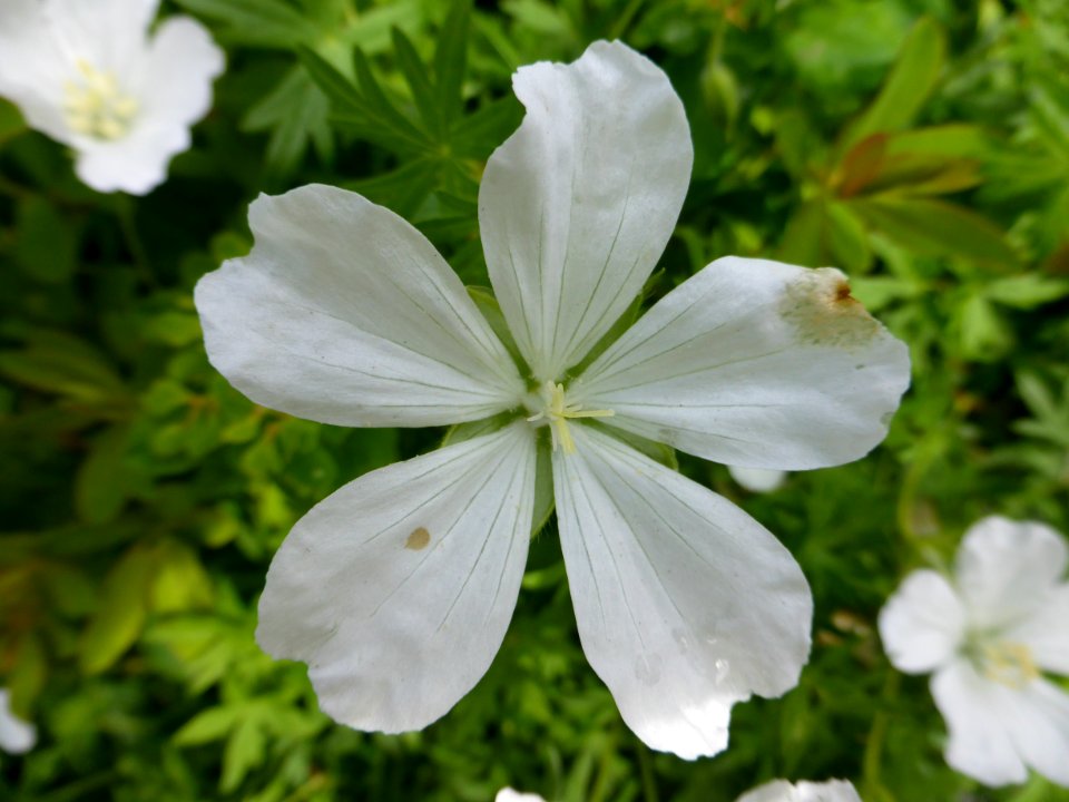 Plant-2016-06-03-plant-2