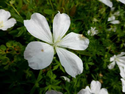 Plant-2016-06-03-plant-1