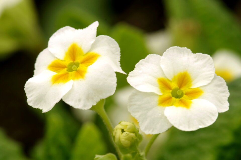 Composition flowering the delicacy