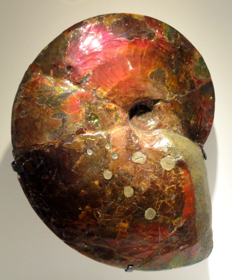 Placenticeras sp., ammonite with sea-lizard bite marks, Late Cretaceous, Bear Paw Shale Formation, Canada - Houston Museum of Natural Science - DSC01887