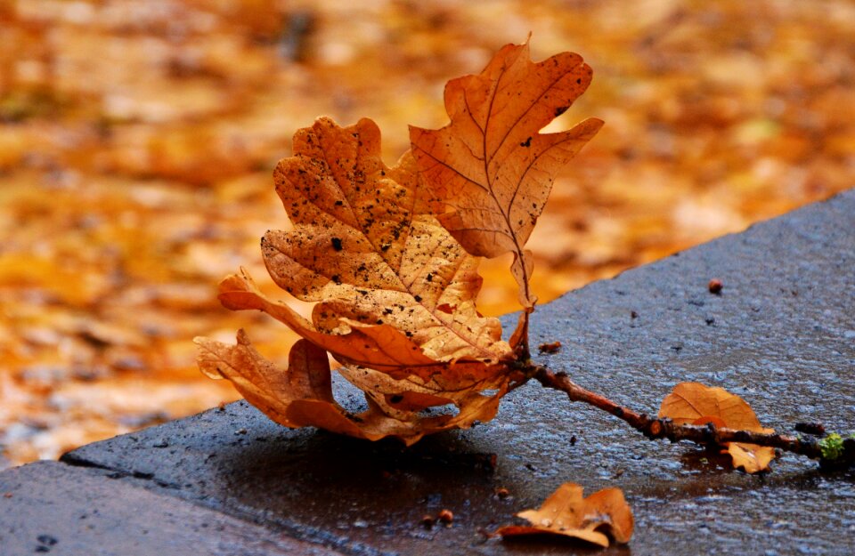 Fall foliage fall color fall leaves