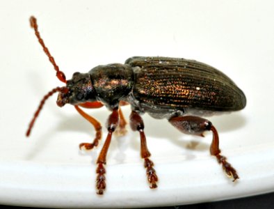 Plateumaris-consimilis-05-fws