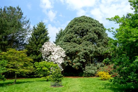 Plantings - Sheffield Park and Garden - East Sussex, England - DSC05586