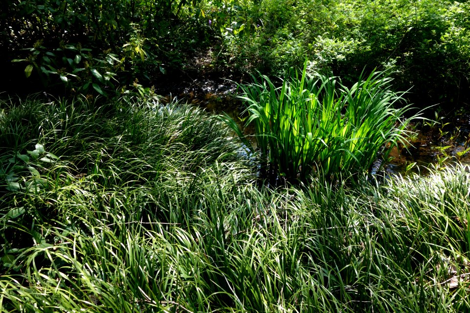Plants - Institute for Nature Study, Tokyo - DSC02109