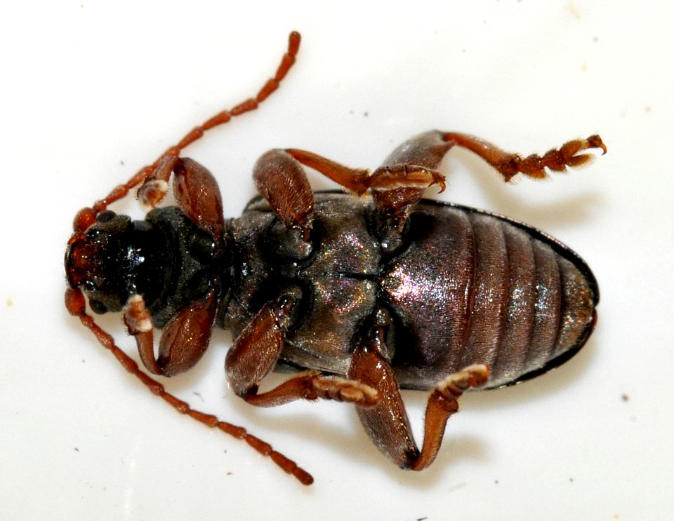 Plateumaris-consimilis-02-fws