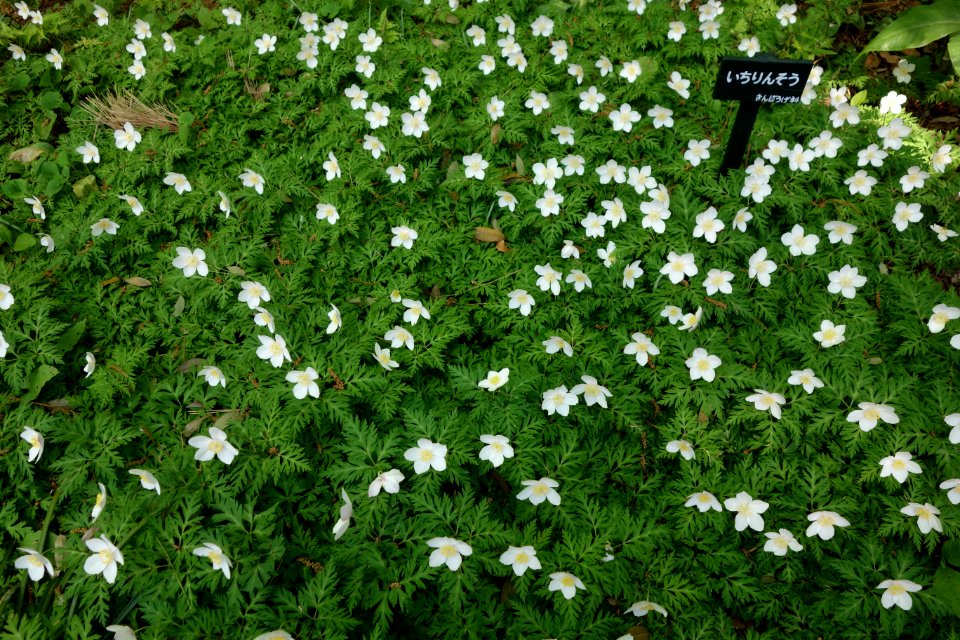 Plants - Institute for Nature Study, Tokyo - DSC02072
