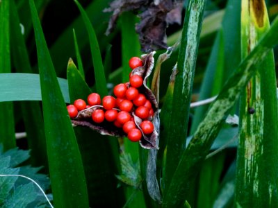 Plantes automne Jardin des Plantes 4