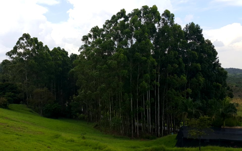 Plantação de Eucalipto, Parque do Itaim - Taubaté (cropped)