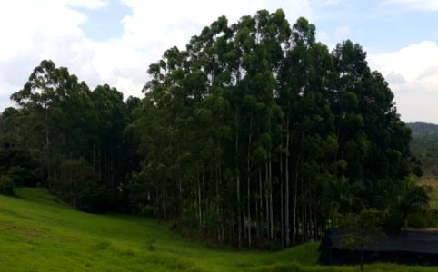 Plantação de Eucalipto, Parque do Itaim - Taubaté (cropped)