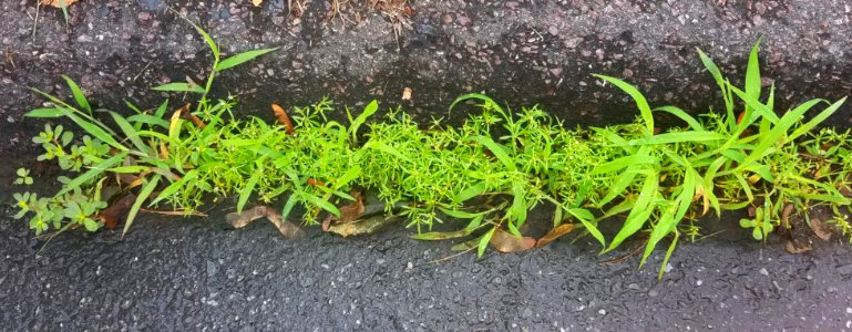 Plant tangle - Arlington, MA