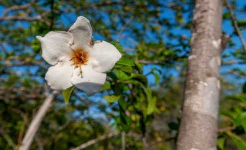 Planta por definir en Margarita Isla