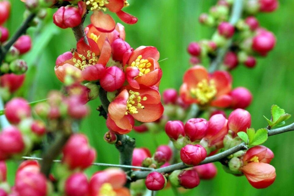 Quince bush flowering