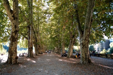 Platanenallee-3