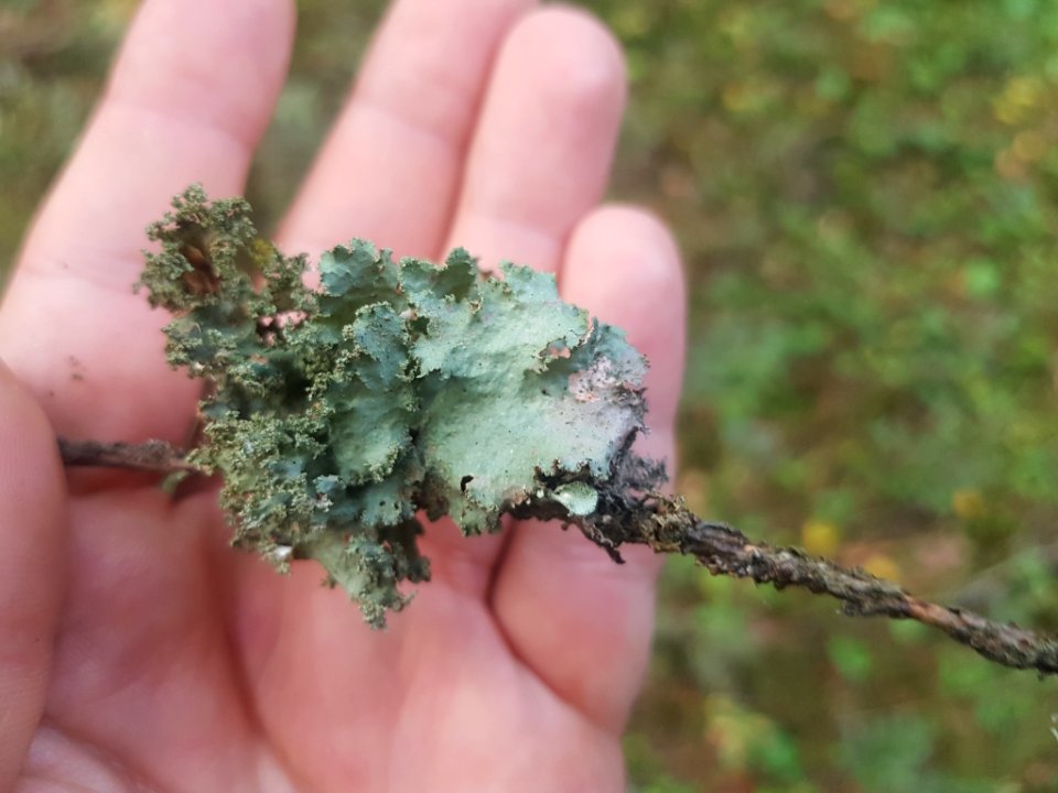Platismatia glauca 45851051