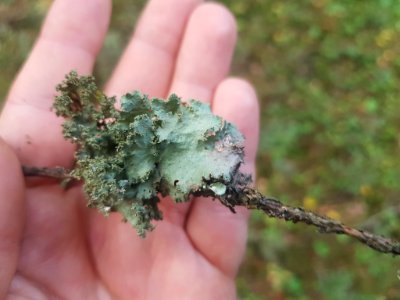 Platismatia glauca 45851051