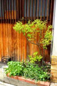 Planting - Kanazawa, Japan - DSC00099