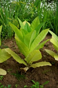 Plant nicotiana tabacum