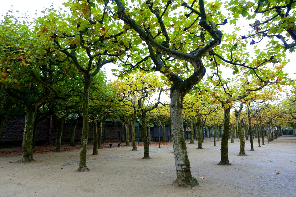 Platanenhain - Mathildenhöhe - Darmstadt, Germany - DSC01484